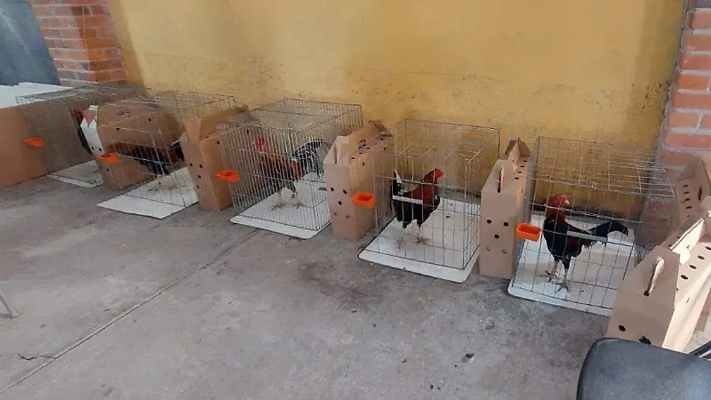Llevarían a cabo una pelea de gallos les cayó la autoridad y no se llevó a cabo 