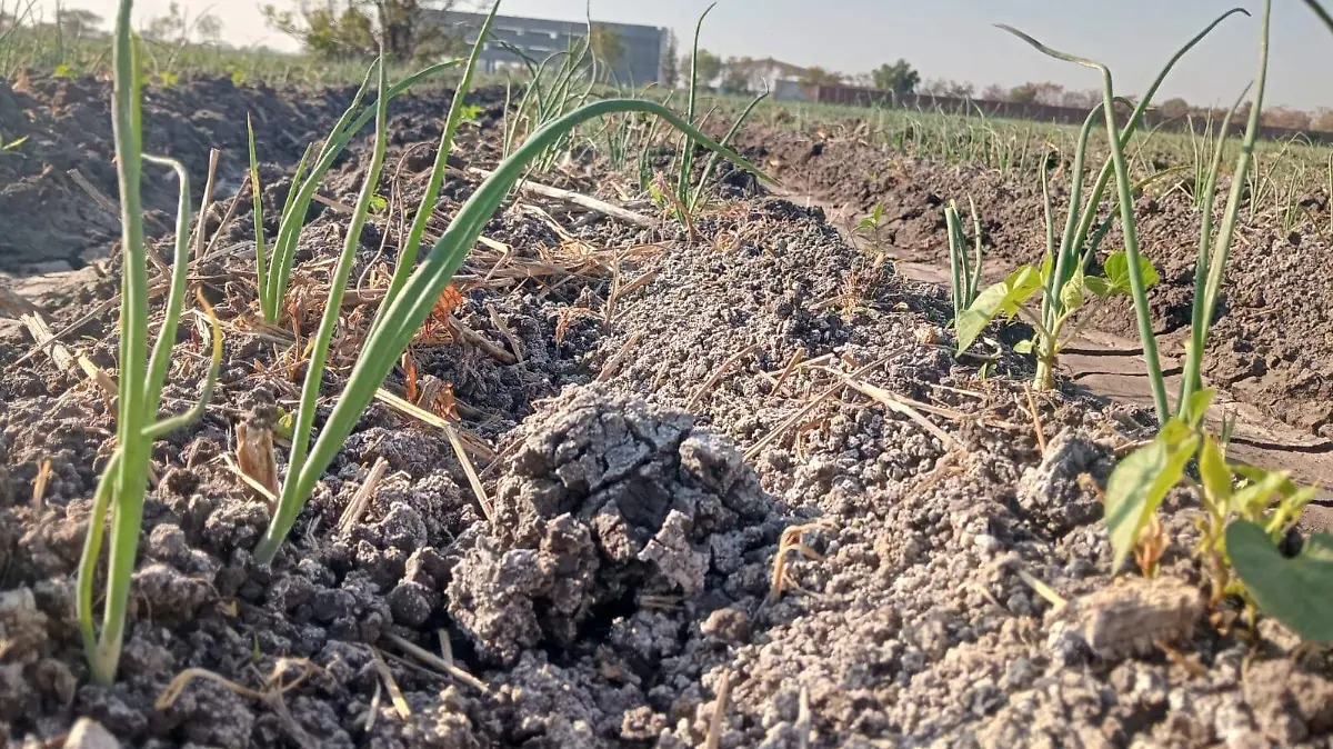 La incertidumbre sobre las tierras ejidales afecta la continuidad del trabajo en el campo.