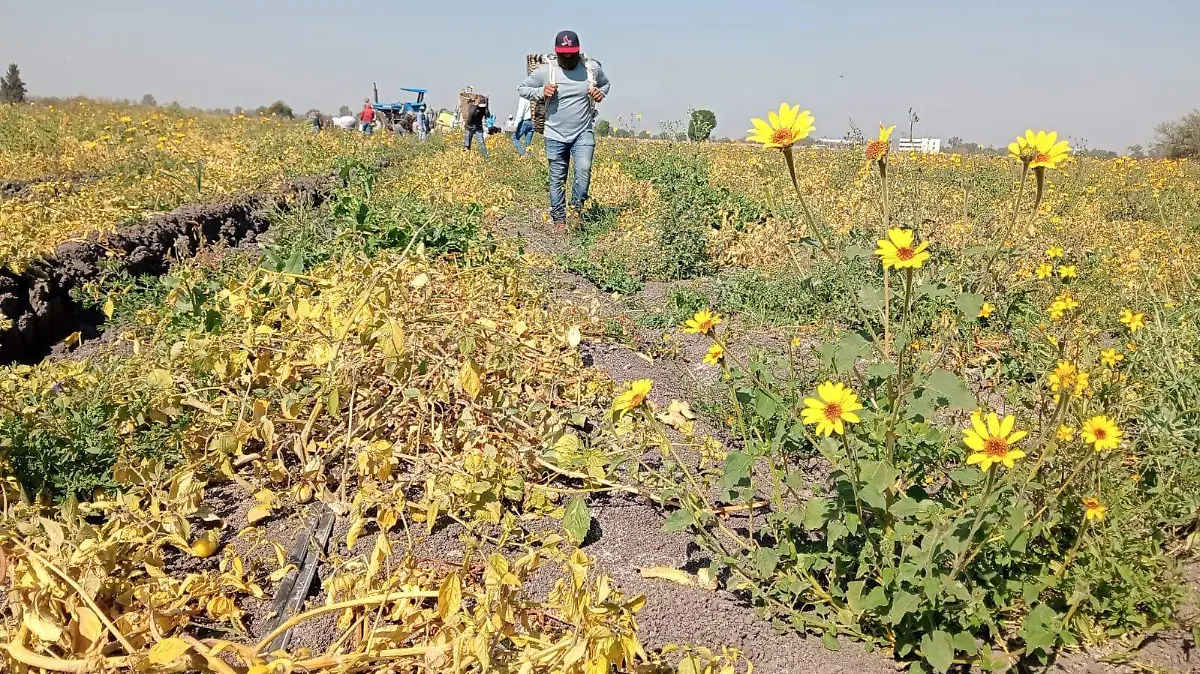 La falta de certeza jurídica en ejidos también pone en riesgo la producción agrícola.
