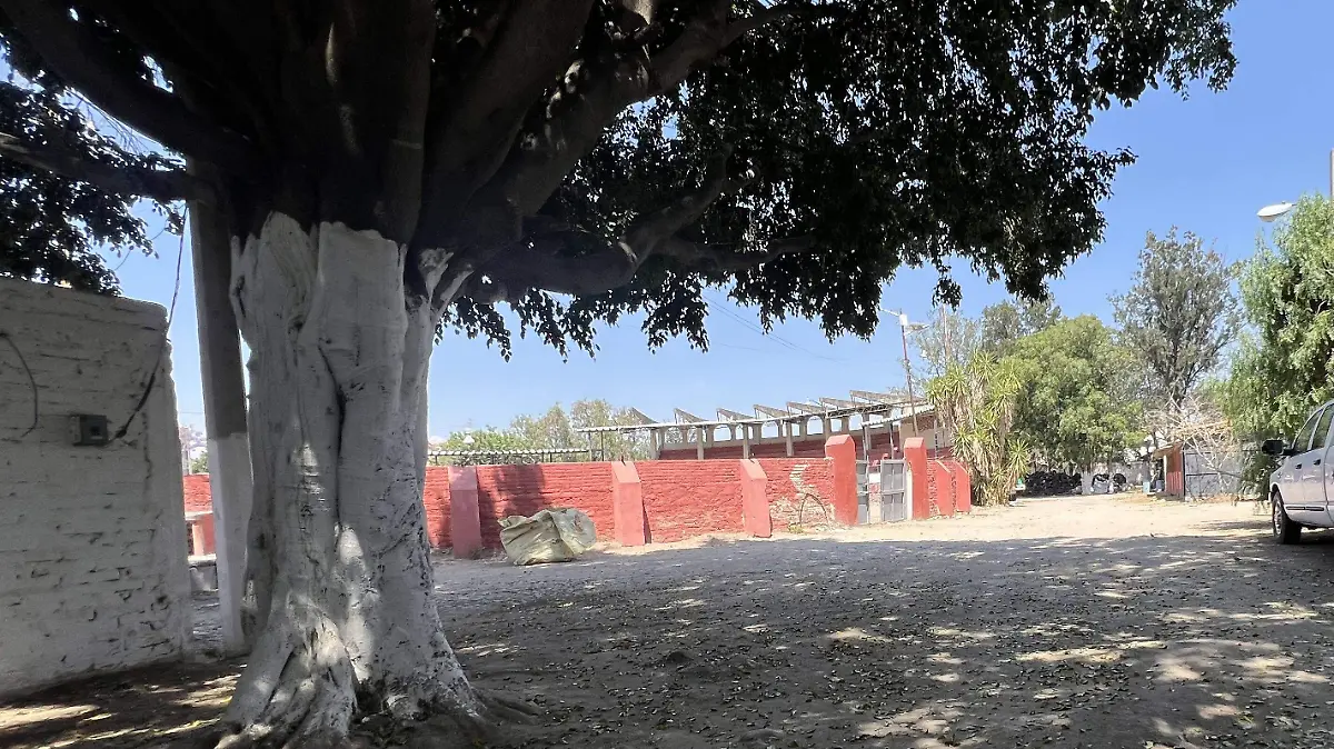 Durante el rodeo tipo americano organizado como parte de los festejos del centenario del TecNM Campus Roque