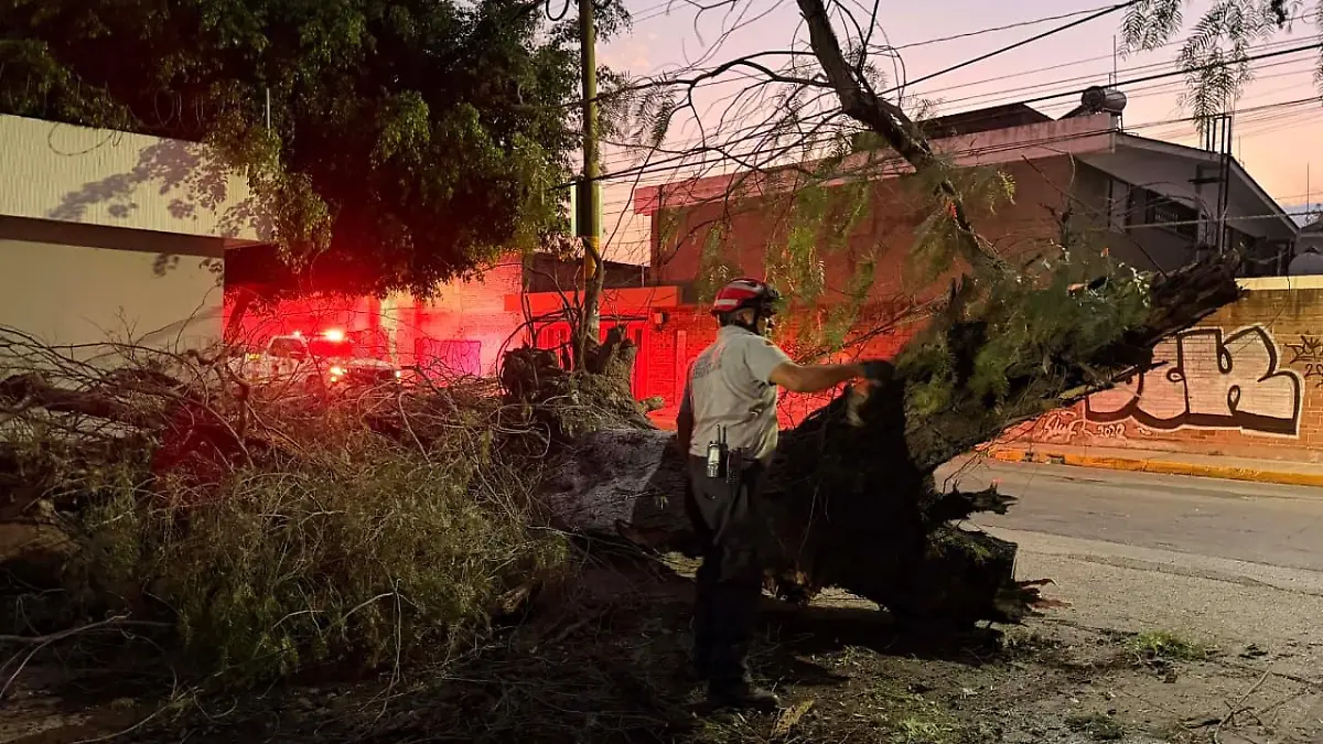 Elementos cortaron el tronco para moverlo