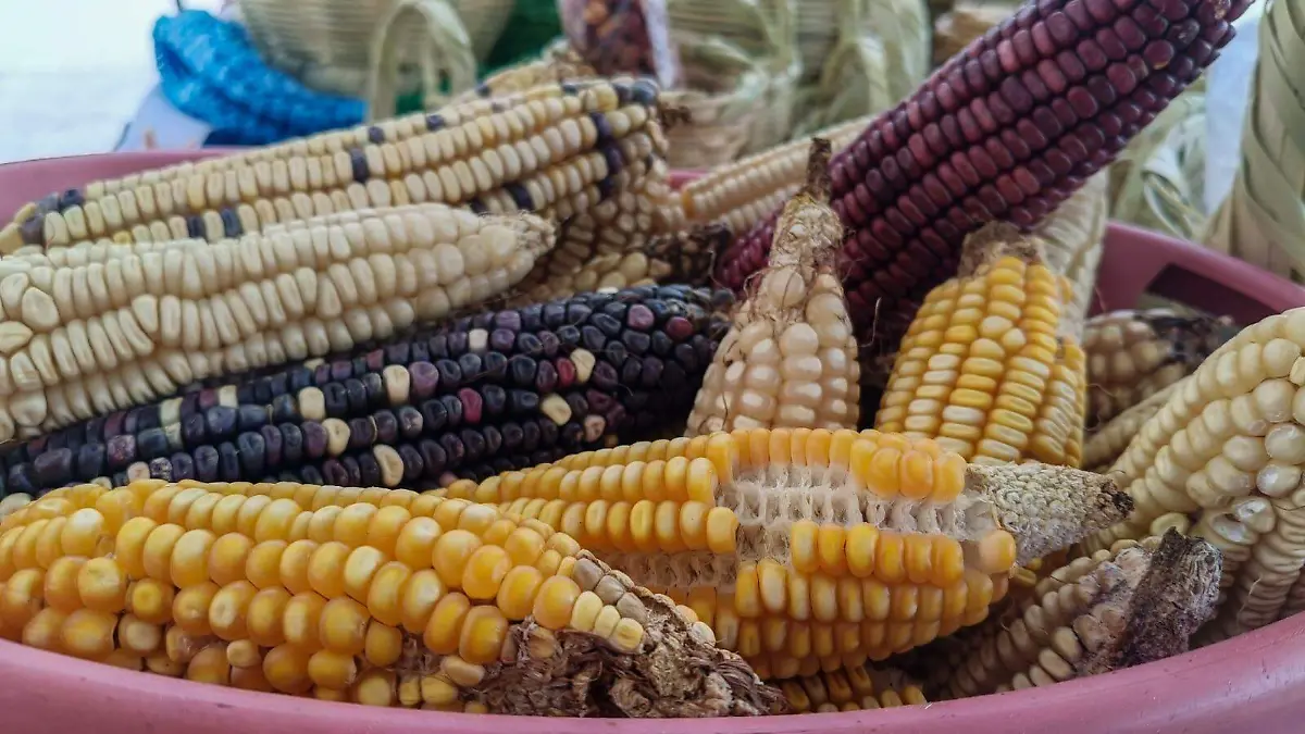 El maíz criollo que siembra su familia se utiliza para preparar tortillas, pinole, masa para atole y maíz con chile o sal.