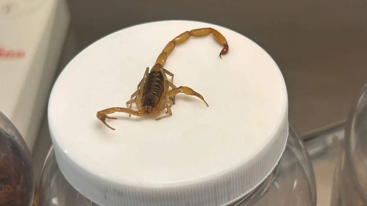 Se cuenta en Guanajuato con el suero suficiente, cerca de 35 mil frascos de suero de alacrán.