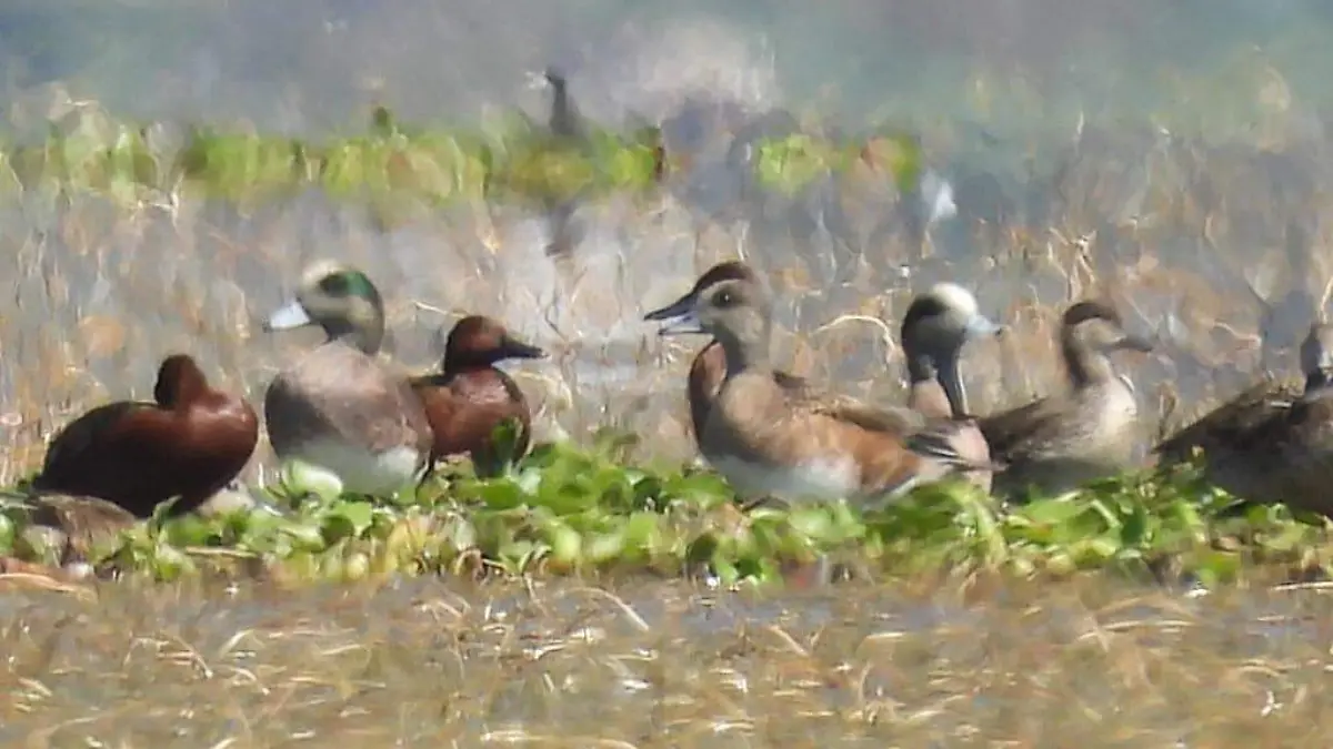 Se registraron más de 60 especies en las inmediaciones del Lago de Cuitzeo.