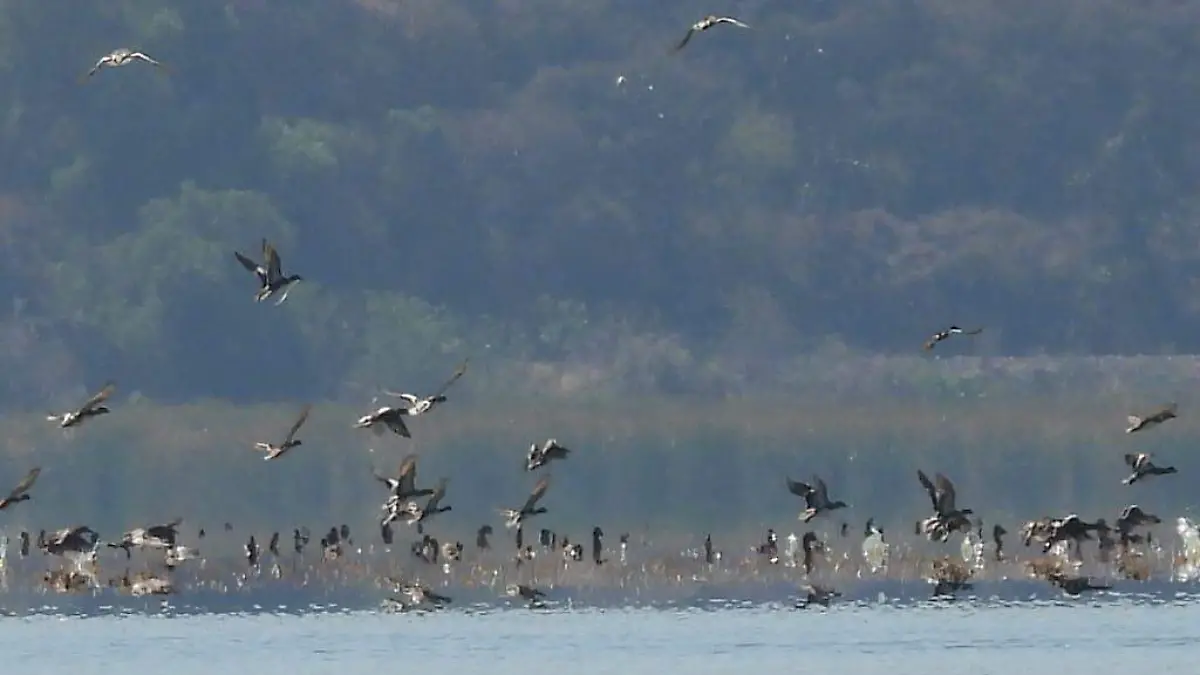 Mantiene buen nivel de agua el Lago de Cuitzeo.