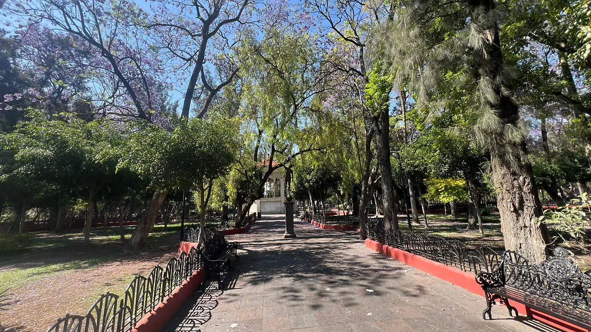 Los principales ejemplares de árboles dañados son casuarinas, jacarandas y ficus.