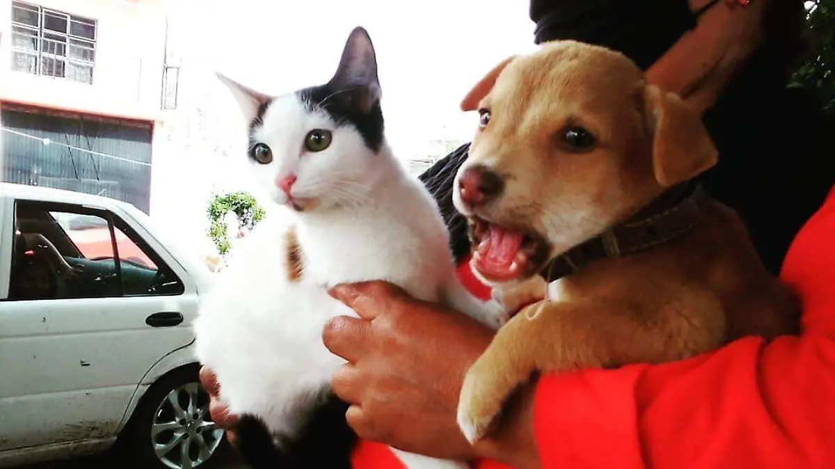 PERROS Y GATOS