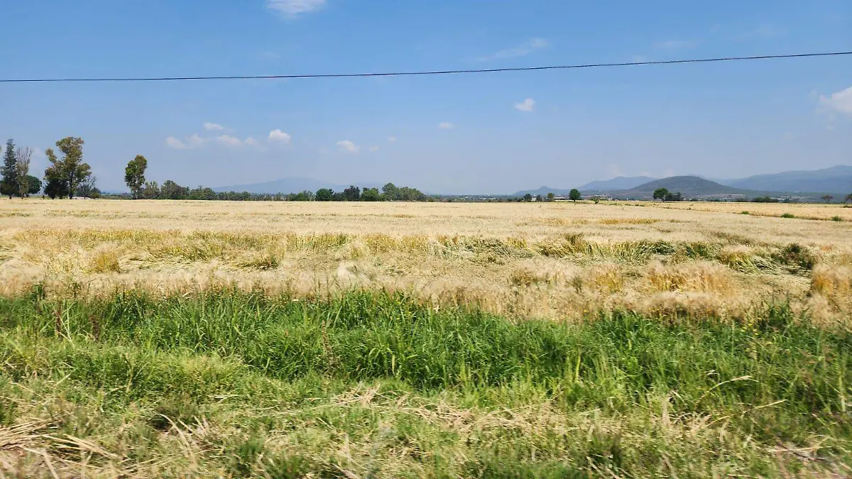 Campo1