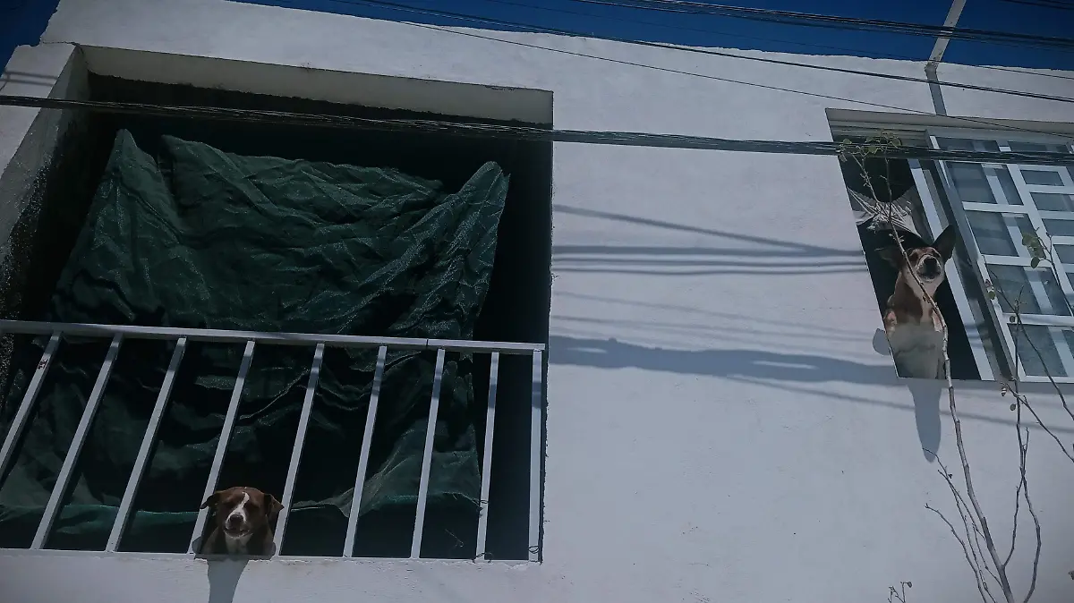 PERROS (2)