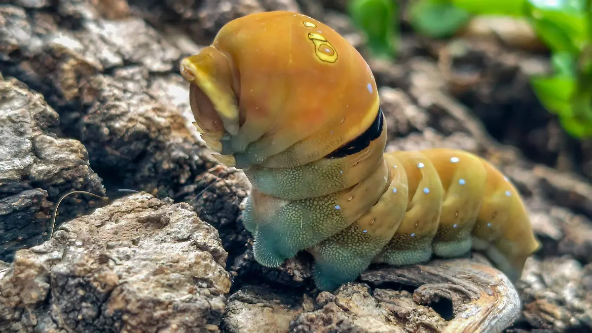 oruga2