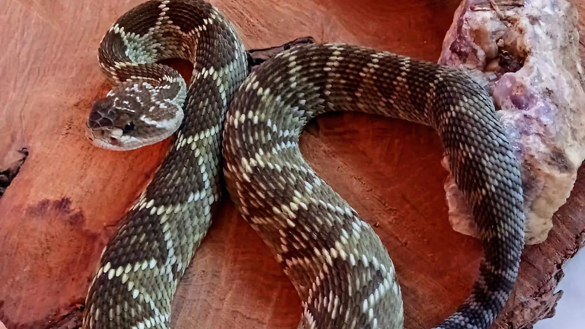 Cascabel Serrana