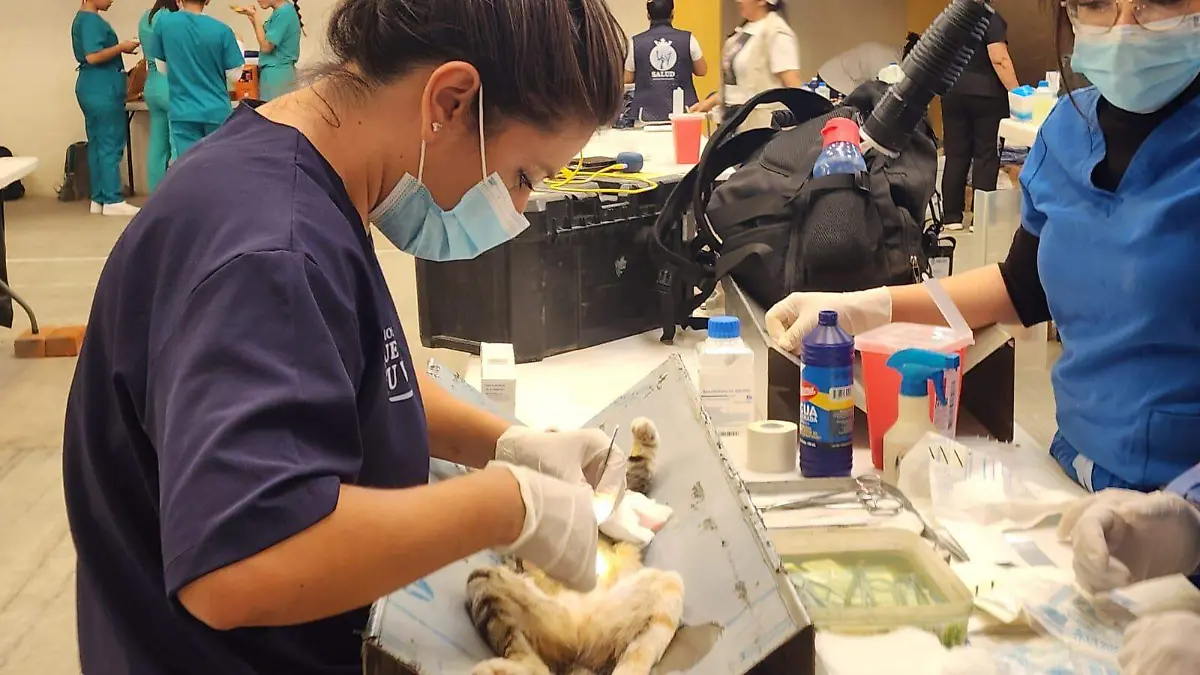 Esterilización4