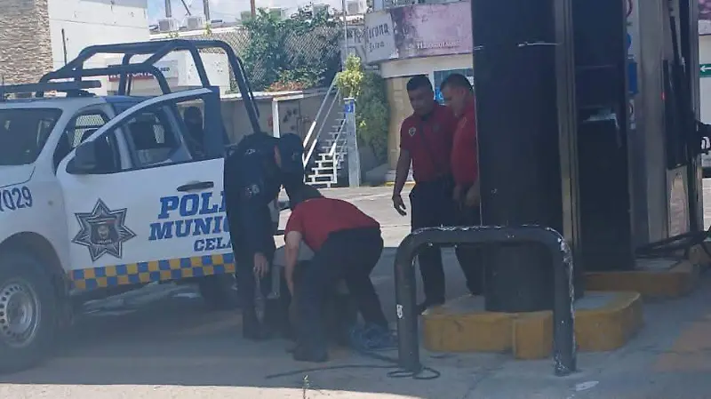 Bomberos acudieron para rescatar al perrito.