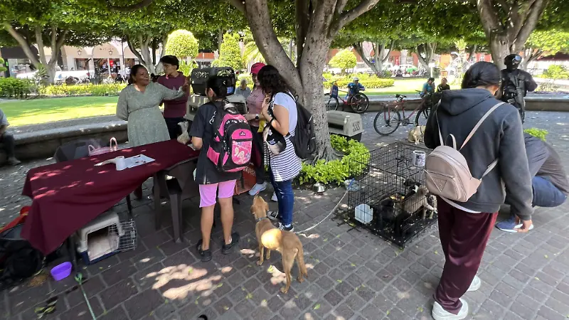 Las personas interesadas acuden al jardín principal y conocer a los animalitos rescatados.