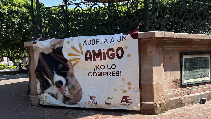 La campaña se realiza todos los viernes en el jardín principal de Celaya.