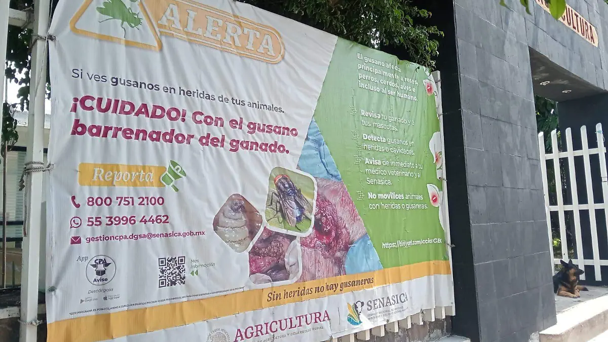ganado 3