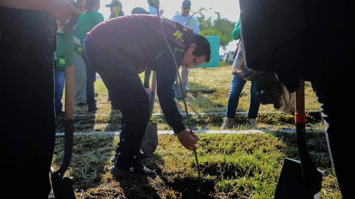 reforestacion  (2)