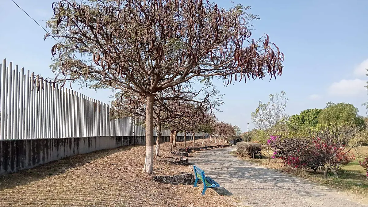 arbol 6