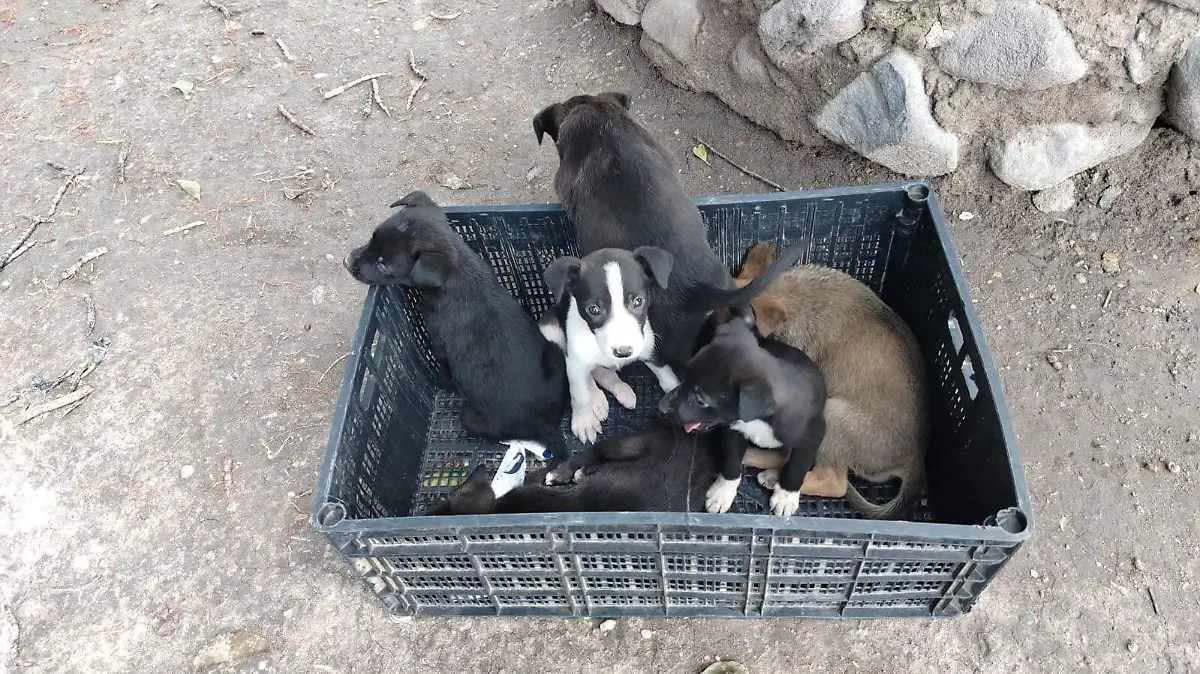 cachorros1