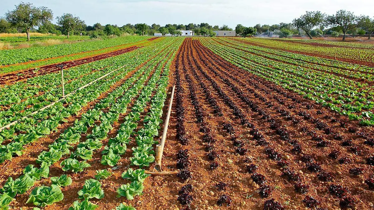 lechuga 01