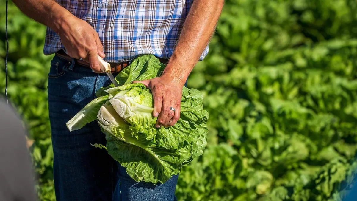 LECHUGA