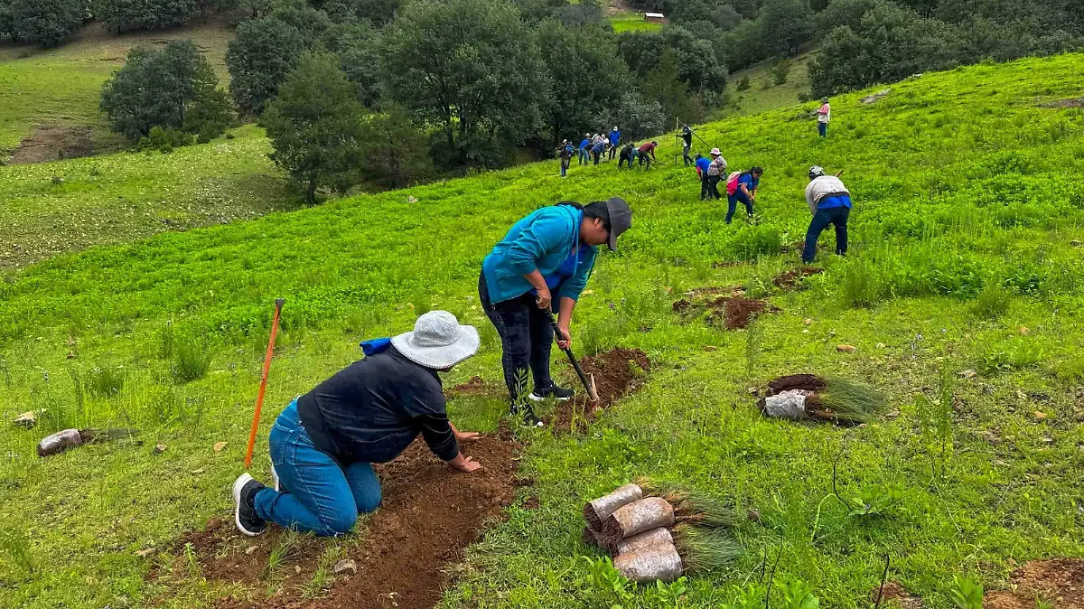 REFORESTACIÓN (2)