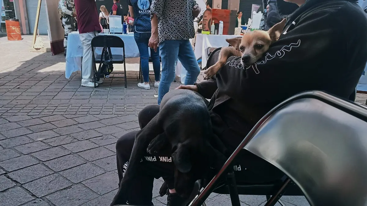MASCOTAS