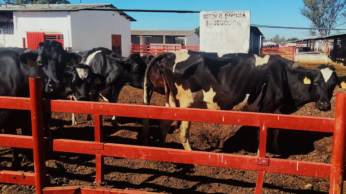 GANADO