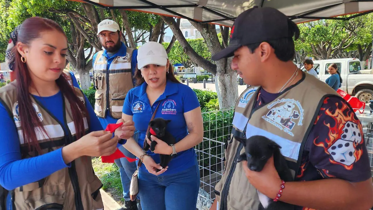 Campaña de adopción5