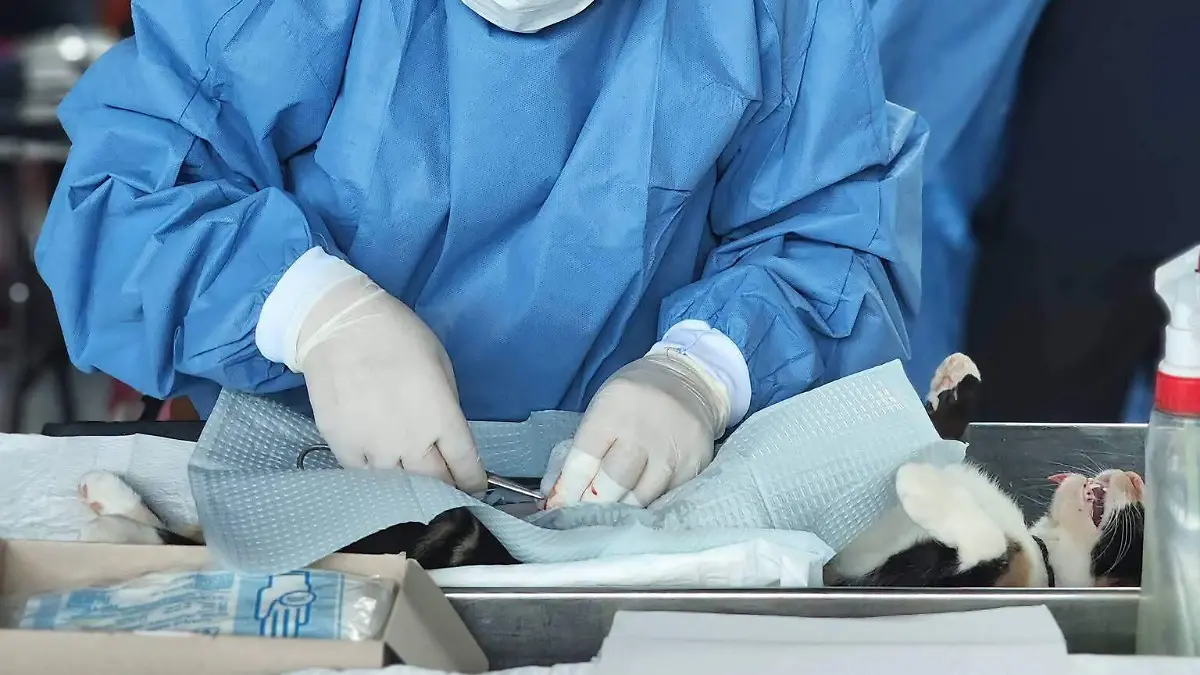 esterilizacion 2
