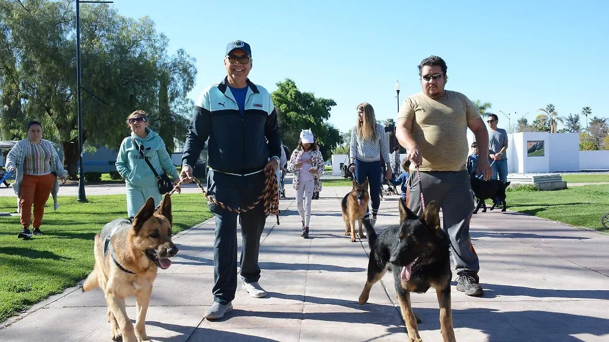 Perro pastor alemán