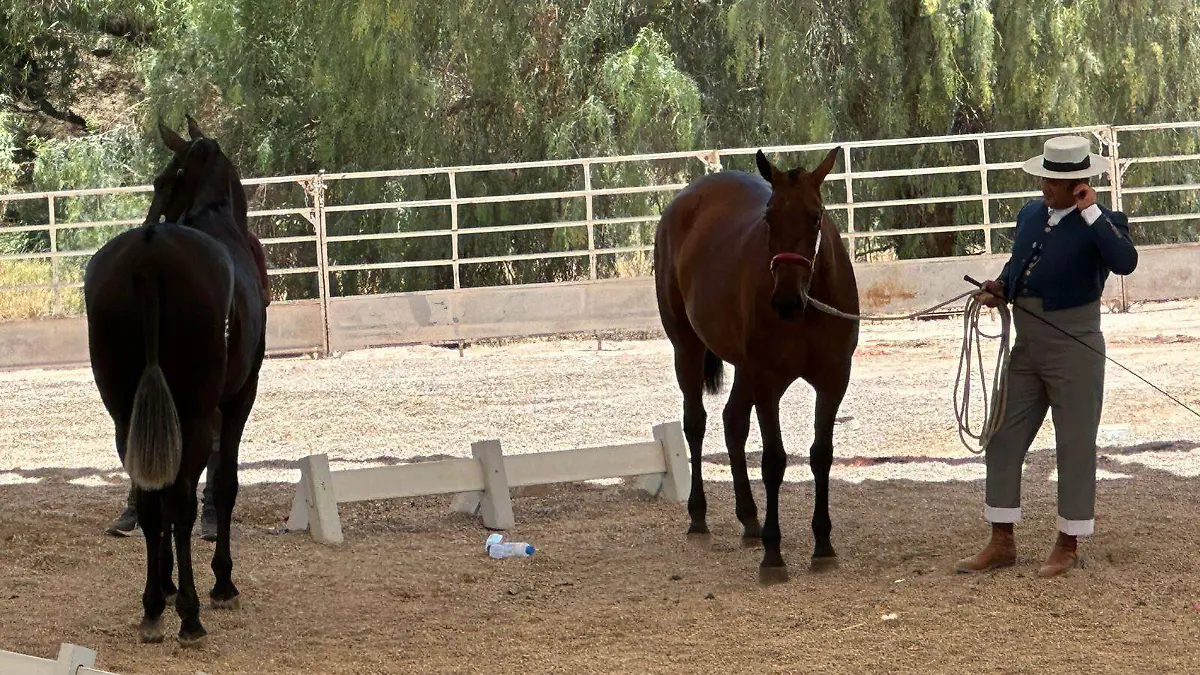 Caballos