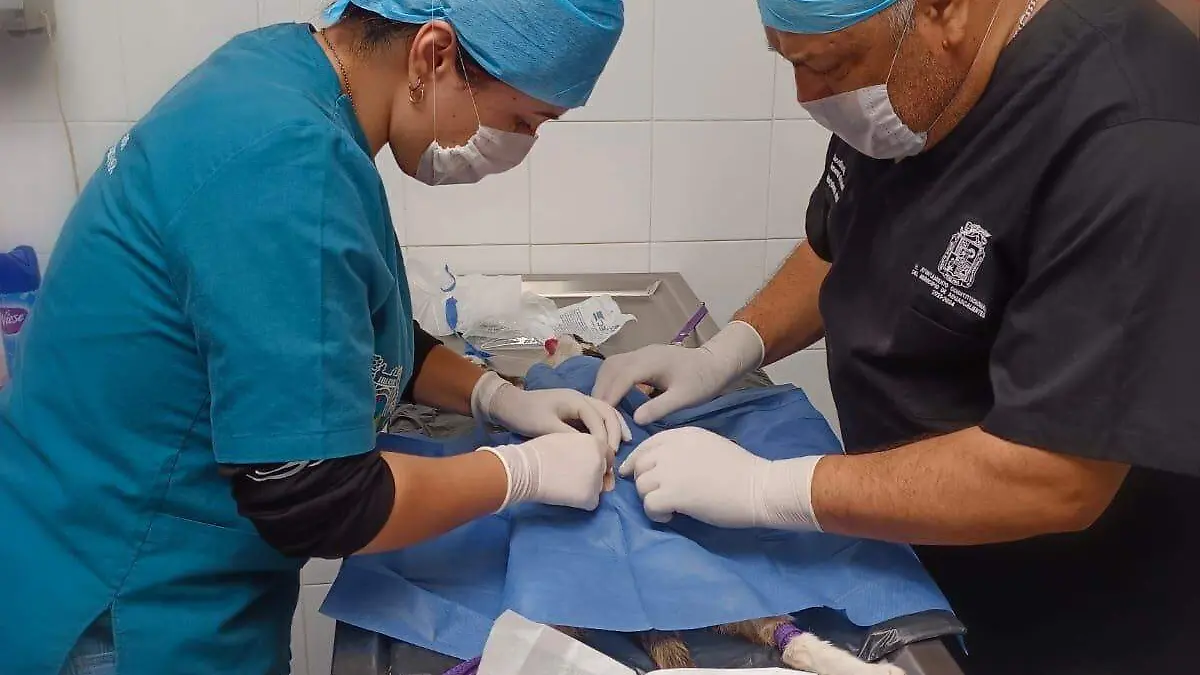 Mascotas-Esterilización-01