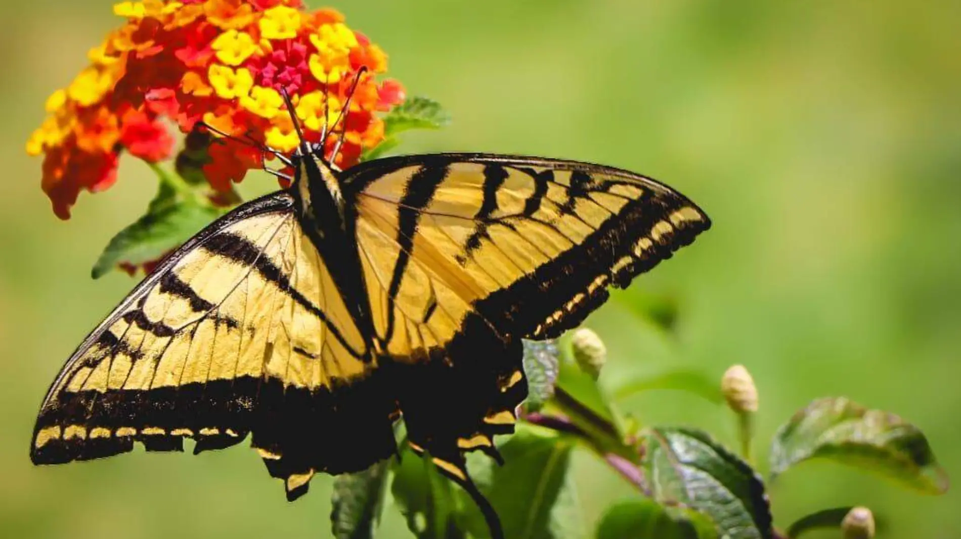 Mariposas Monarca-Ags-Día de Muertos