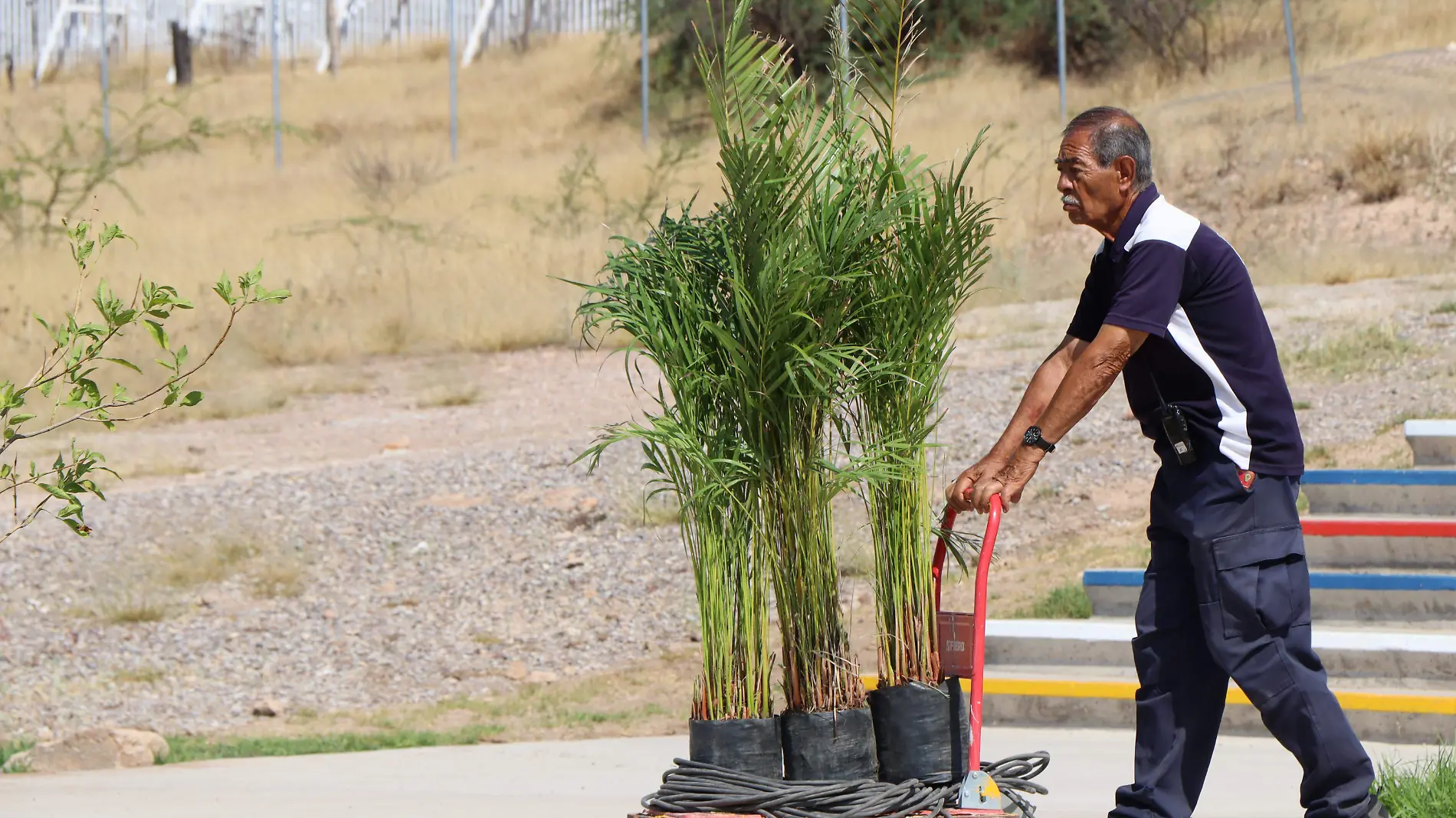 Plantación-Medio ambiente-Reforestación