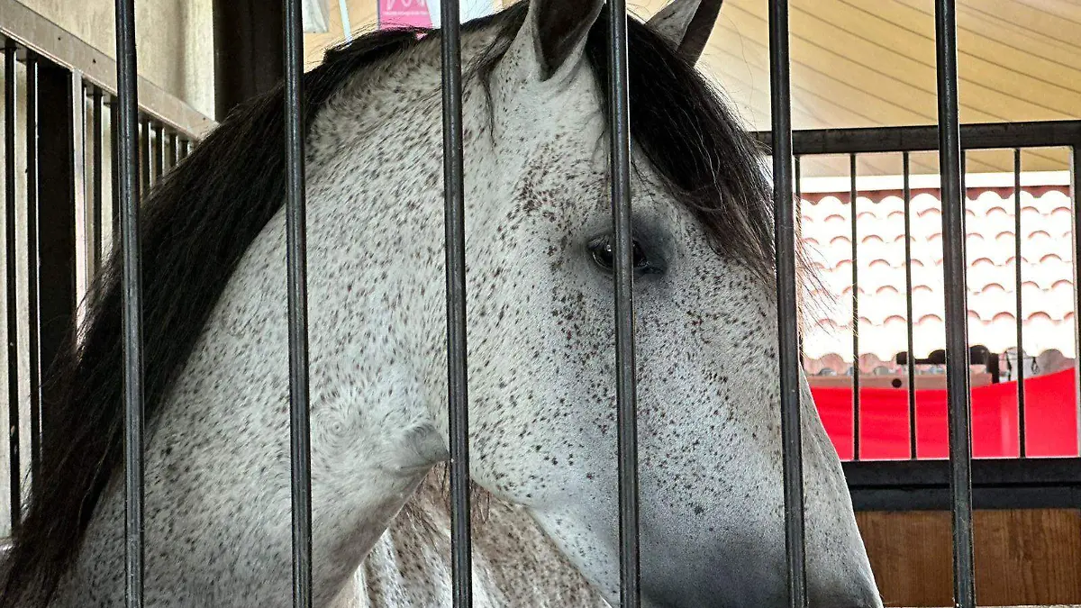 Caballos