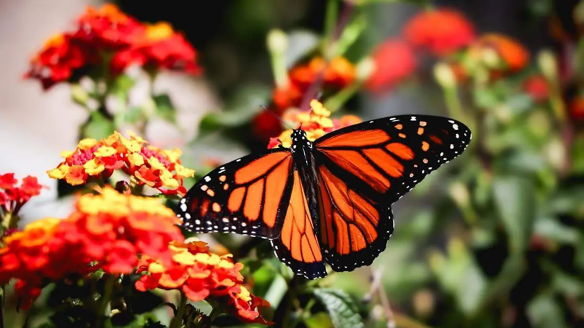 Mariposas Monarca-Ags-Día de Muertos