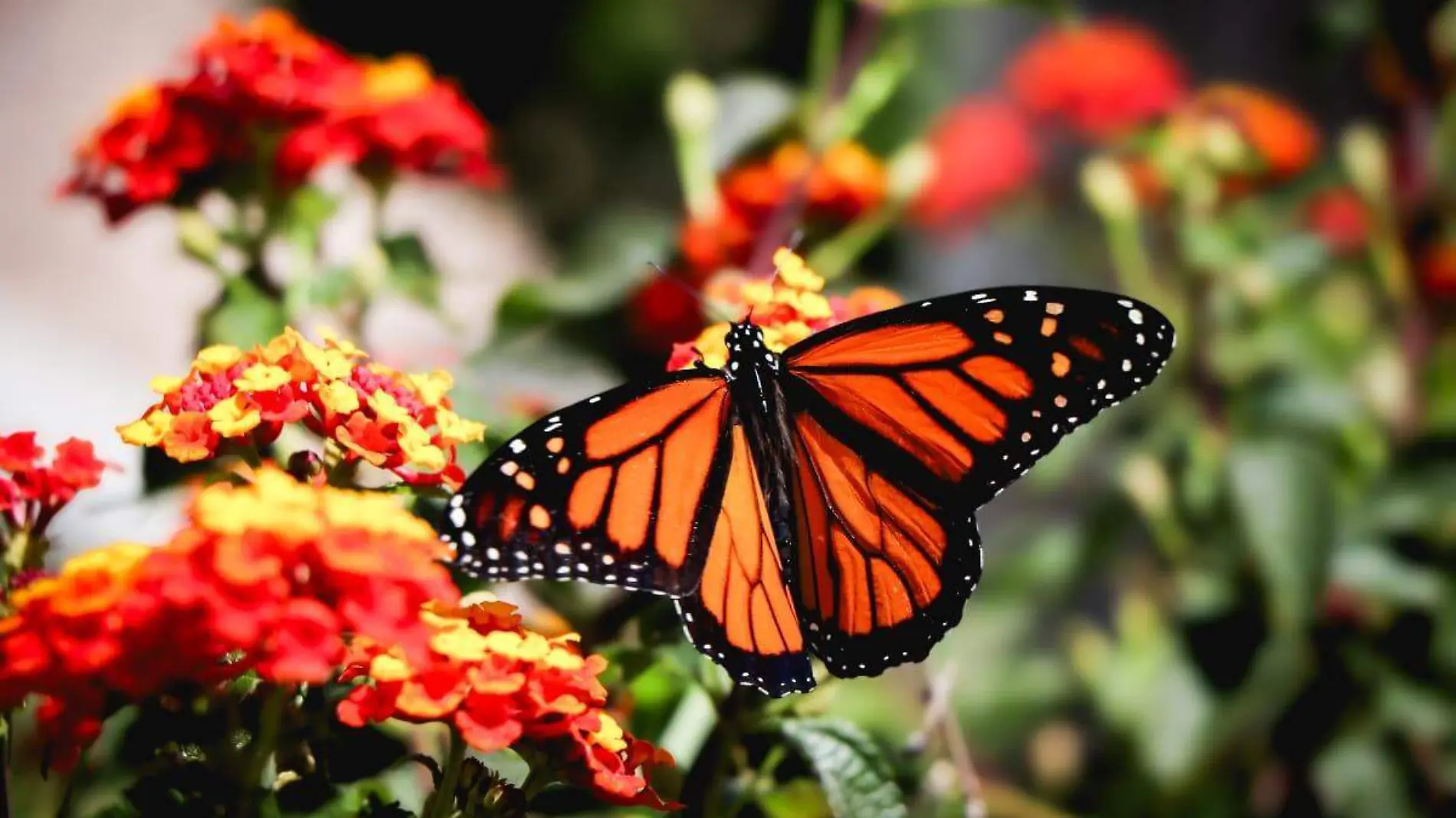 Mariposas Monarca-Ags-Día de Muertos