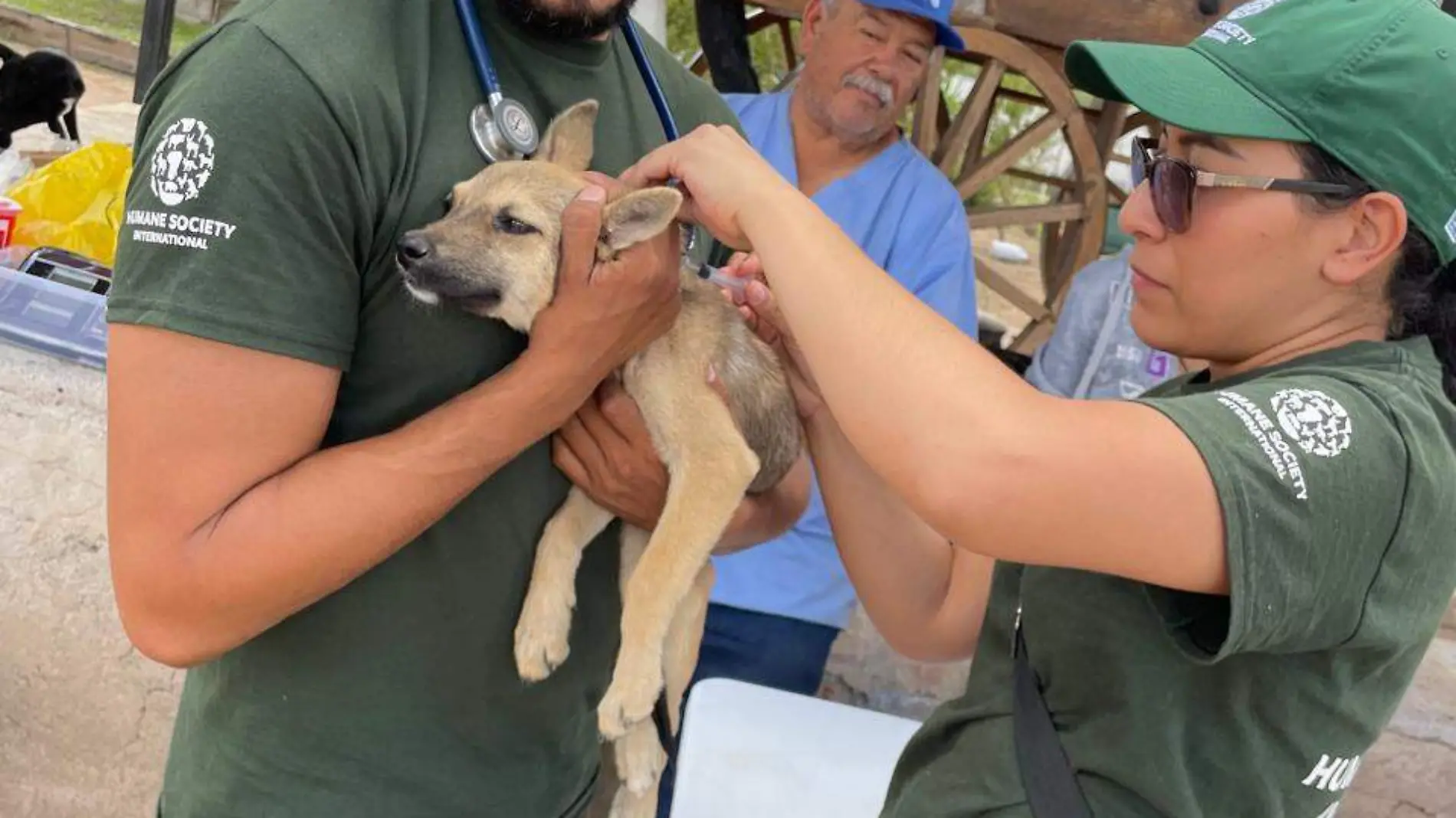 Perro-Animal-Mascota