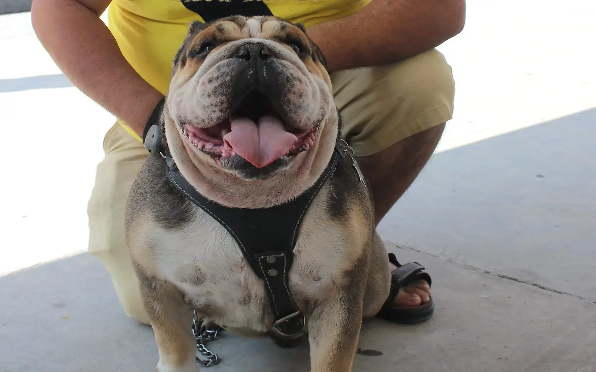 Mascotas-Animales-Perros