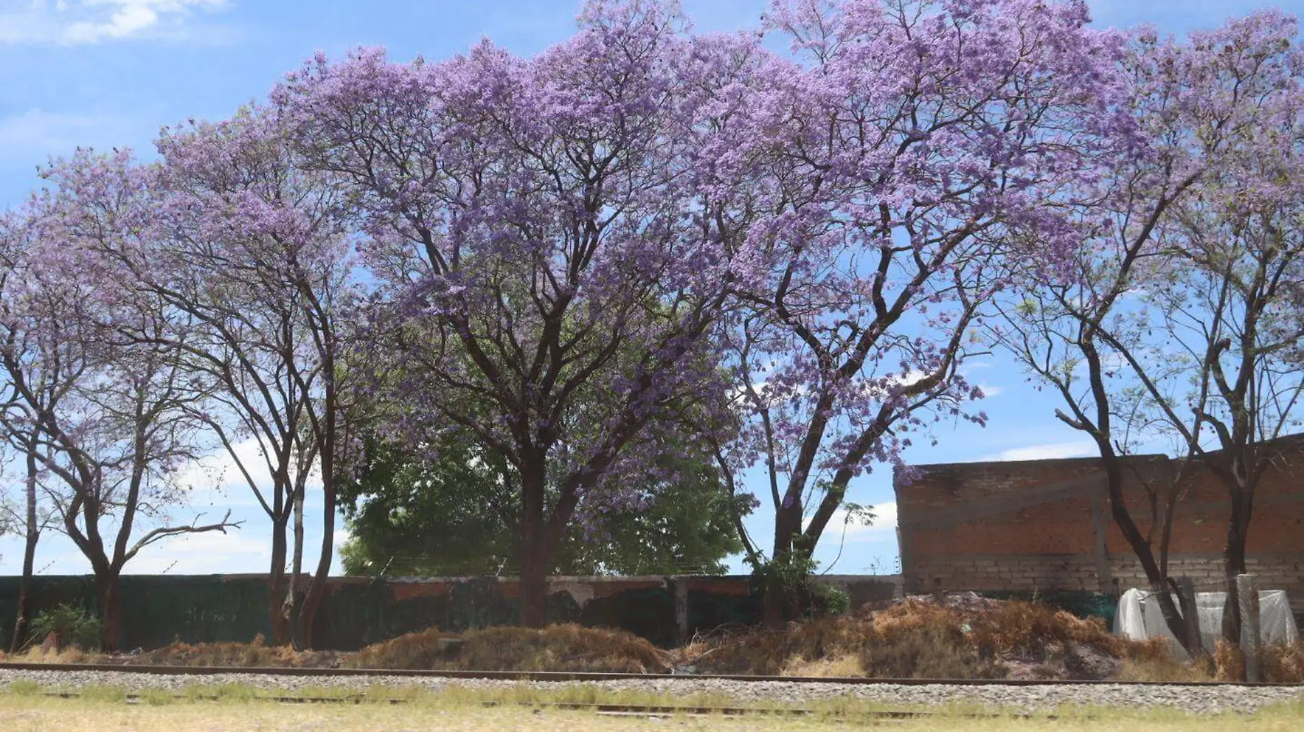 Jacarandas 3