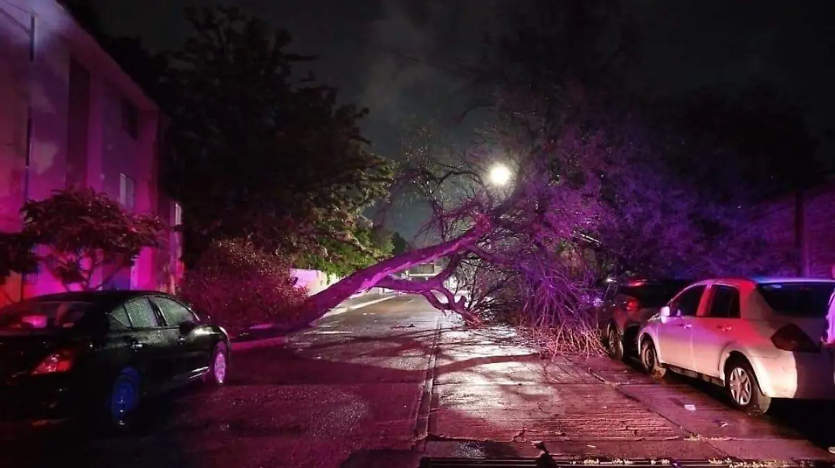 Árbol caído-lluvia