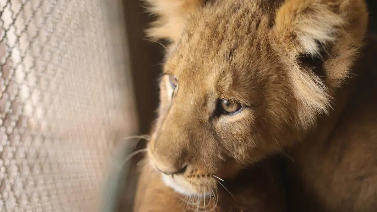 NINO el León de Bebe