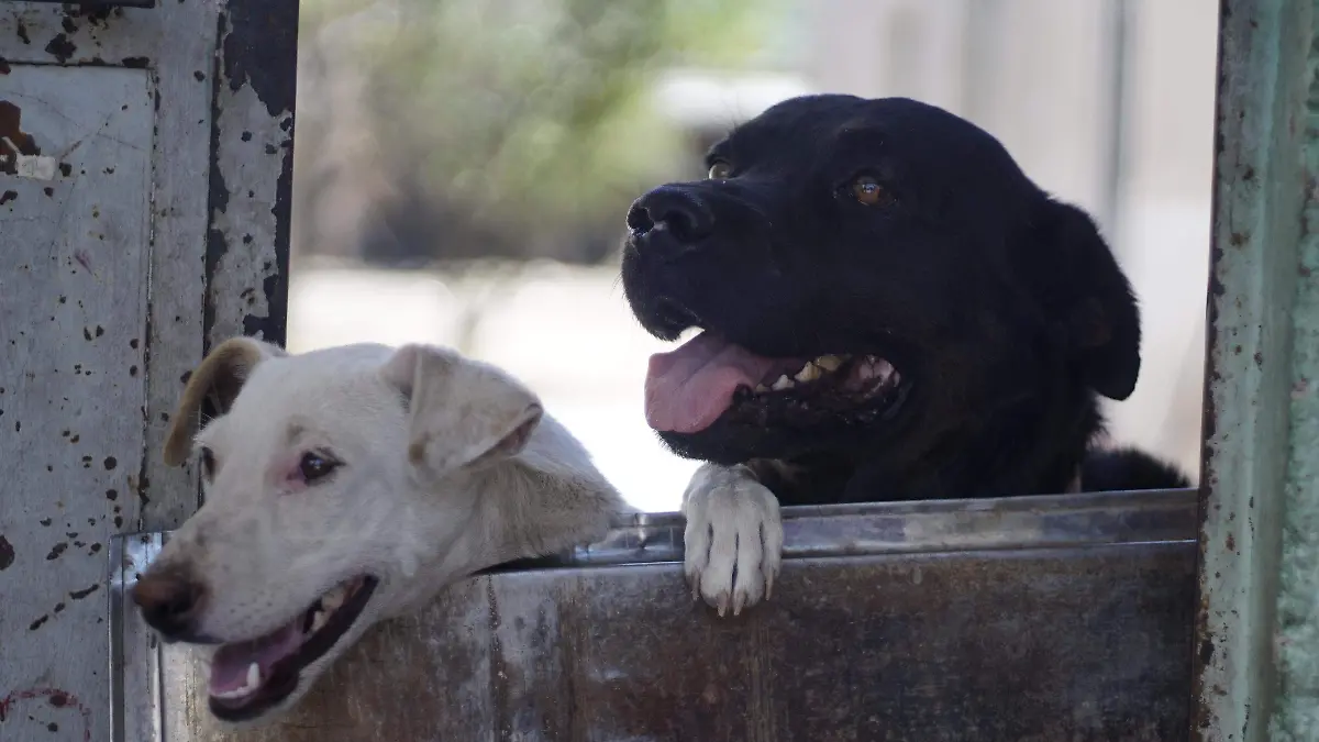 Mascotas-perros
