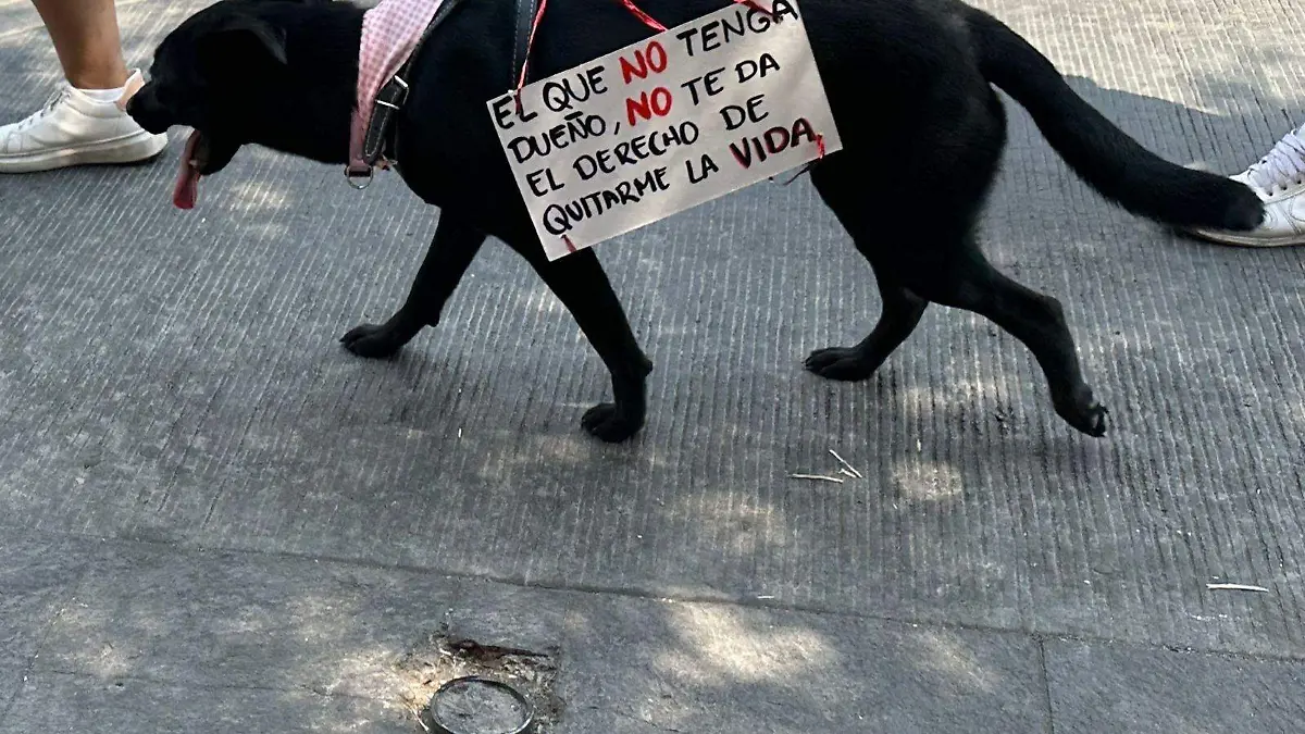 Maltrato animal-perro