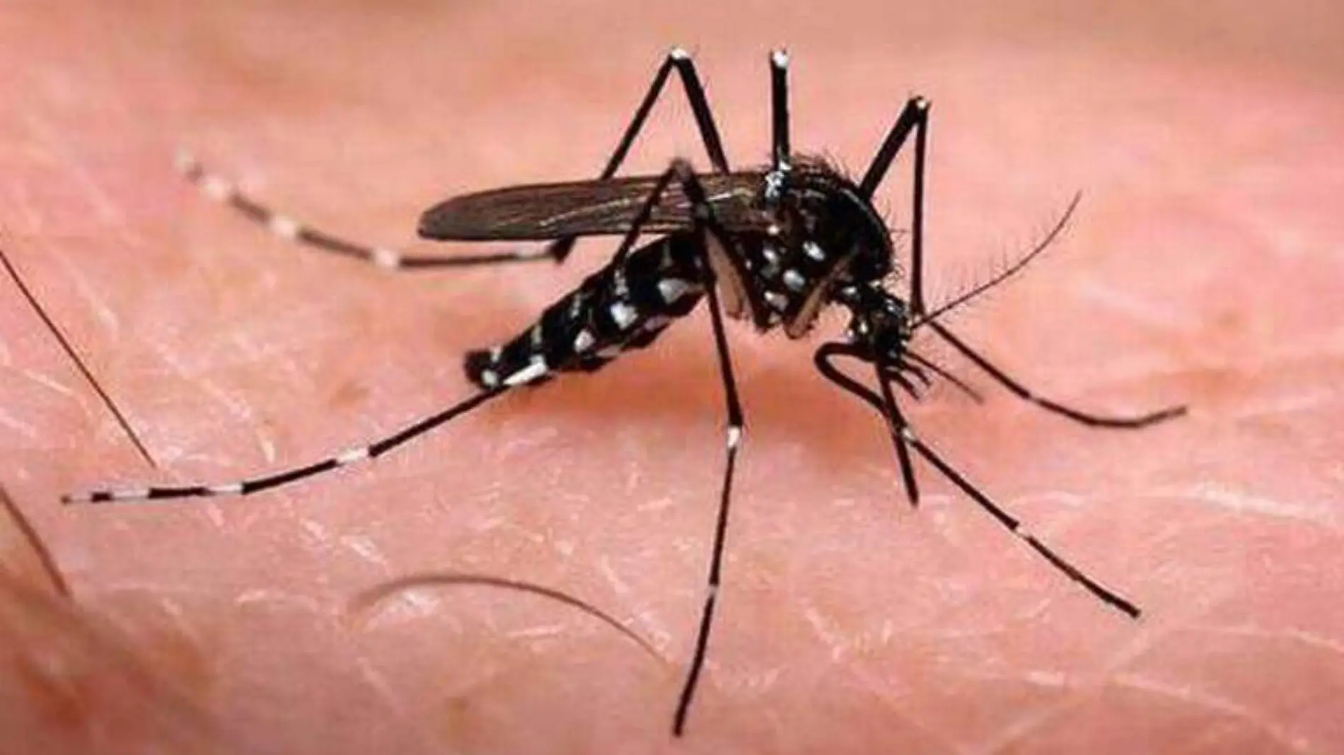 Dengue