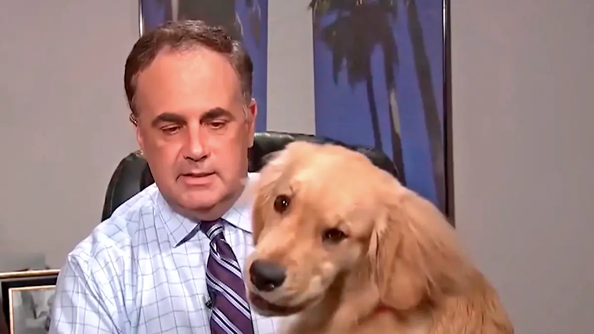 perrito invade transimision