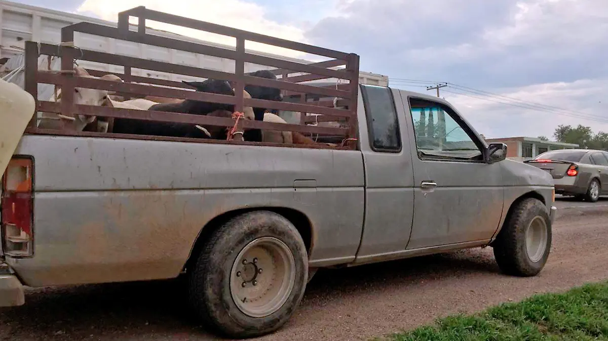 camioneta transportaba ganado sin documentos
