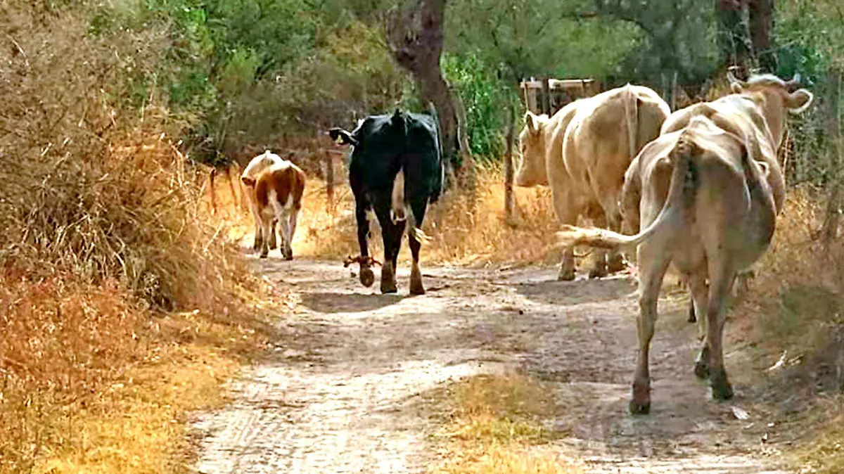 ganado localizado abigeato