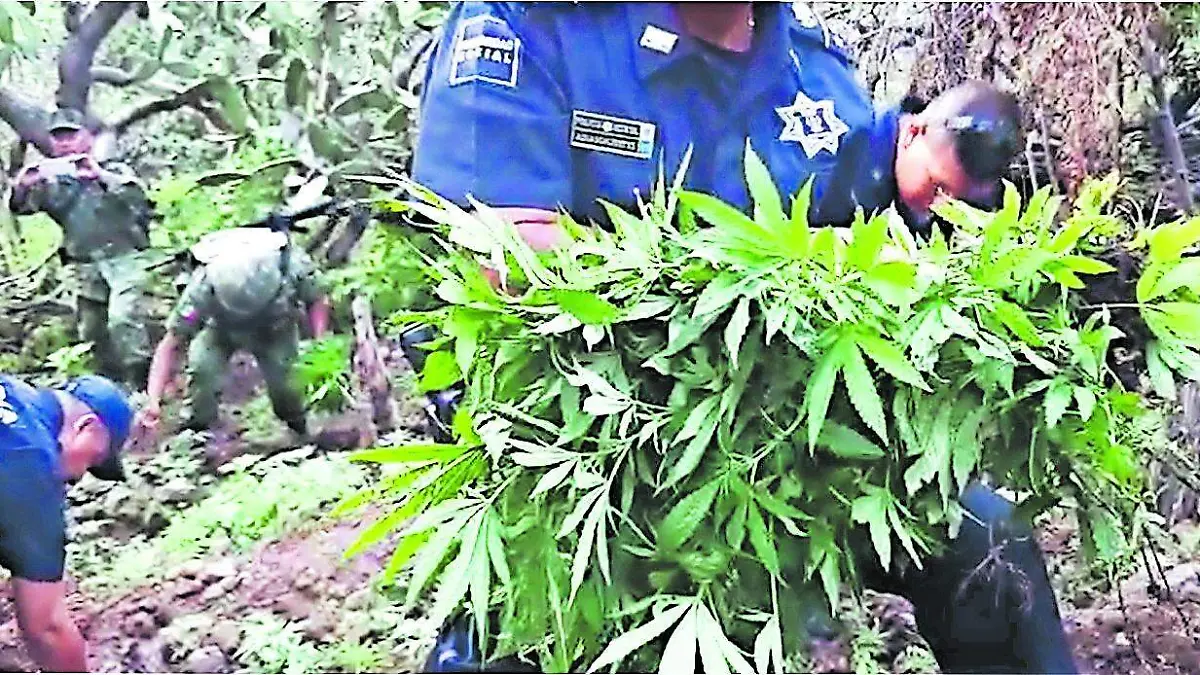 Plantío de marihuana 2